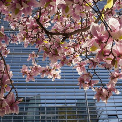 Cherry blossom outside the world bank